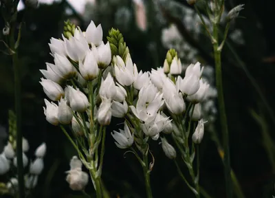 White funeral flowers in soft light, R.C. Smallbone Funeral Directors Newbury