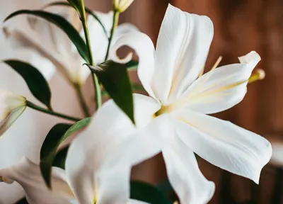 White lily flower, a traditional funeral flower, R.C. Smallbone Funeral Directors Newbury